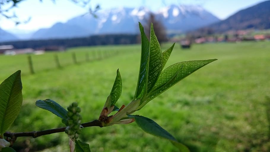 Spring, Nature, Close, Plant, Branch, leaves, green color, growth HD wallpaper