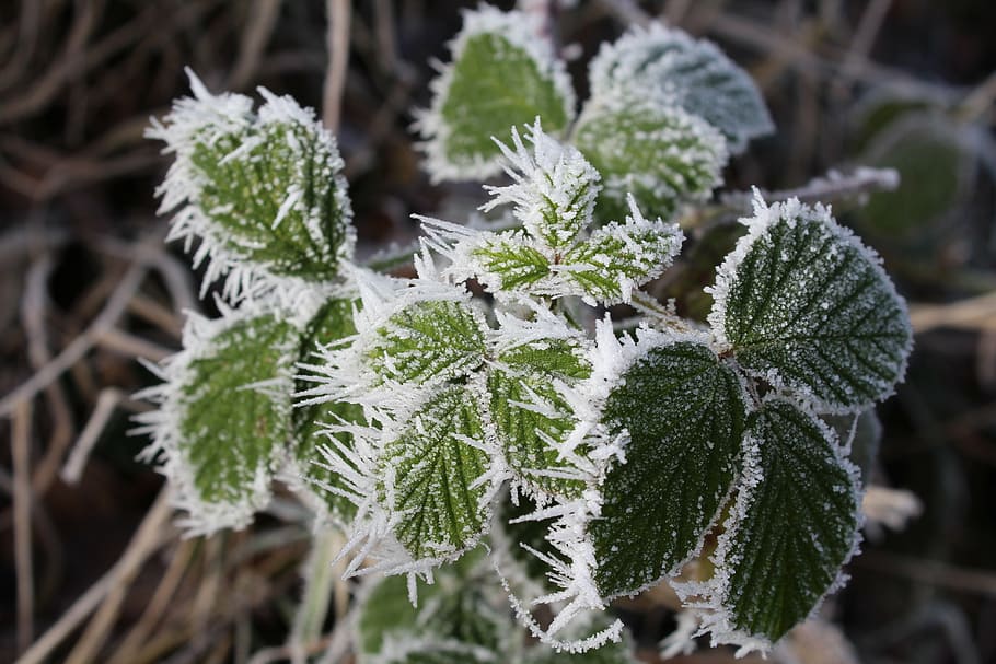 selective focus photography of leaf, bramble, winter, cold HD wallpaper