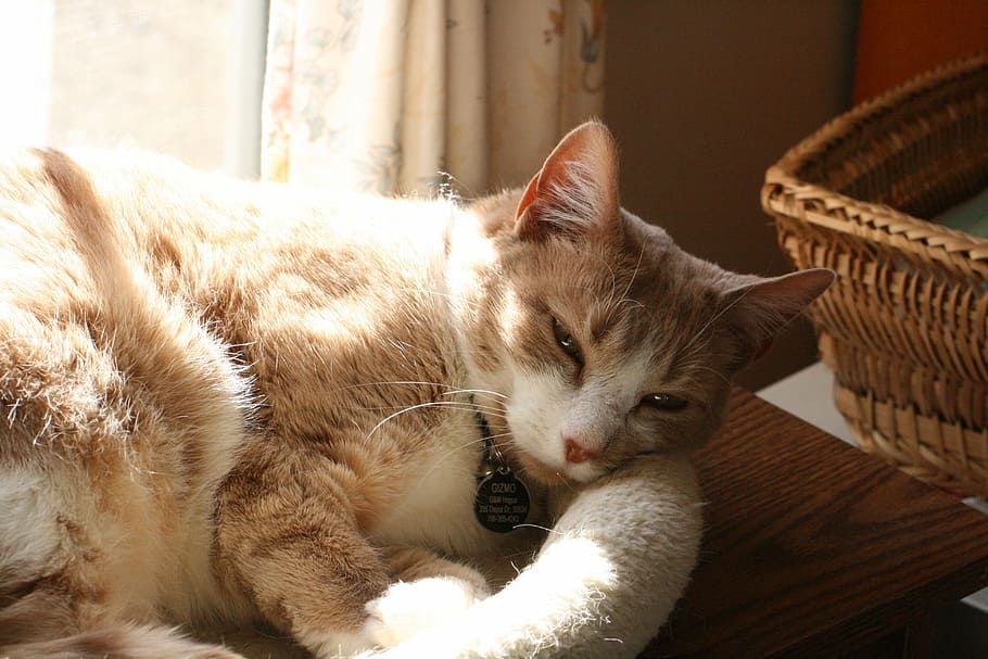 Cat, Light, Shadow, Sleepy, Pet, domestic cat, pets, feline HD wallpaper