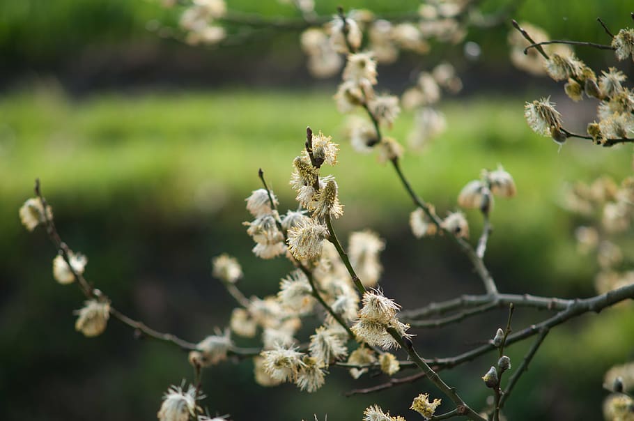 spring, green, nature, landscape, blossom, branch, plant, growth HD wallpaper