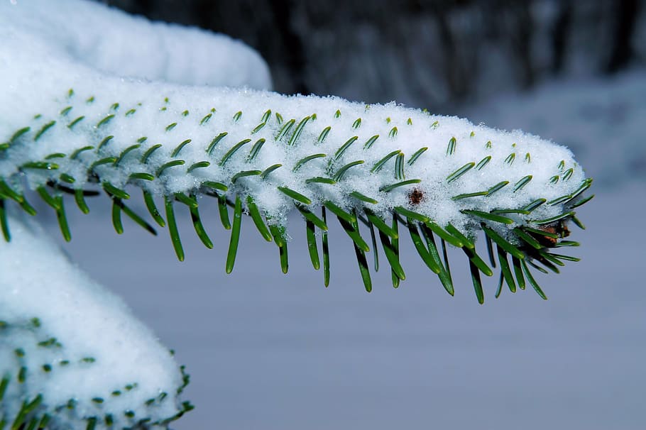 fir, needles, winter, snow, branch, tannenzweig, green, close HD wallpaper