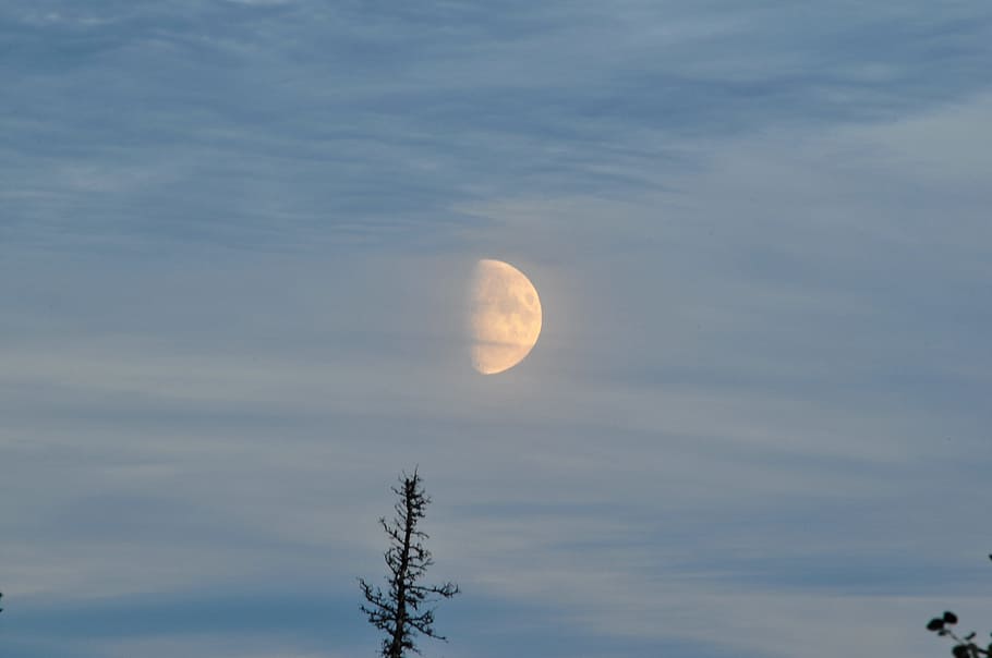 moon and tree, Moonlight, Night, Midnight, blue, astronomy HD wallpaper