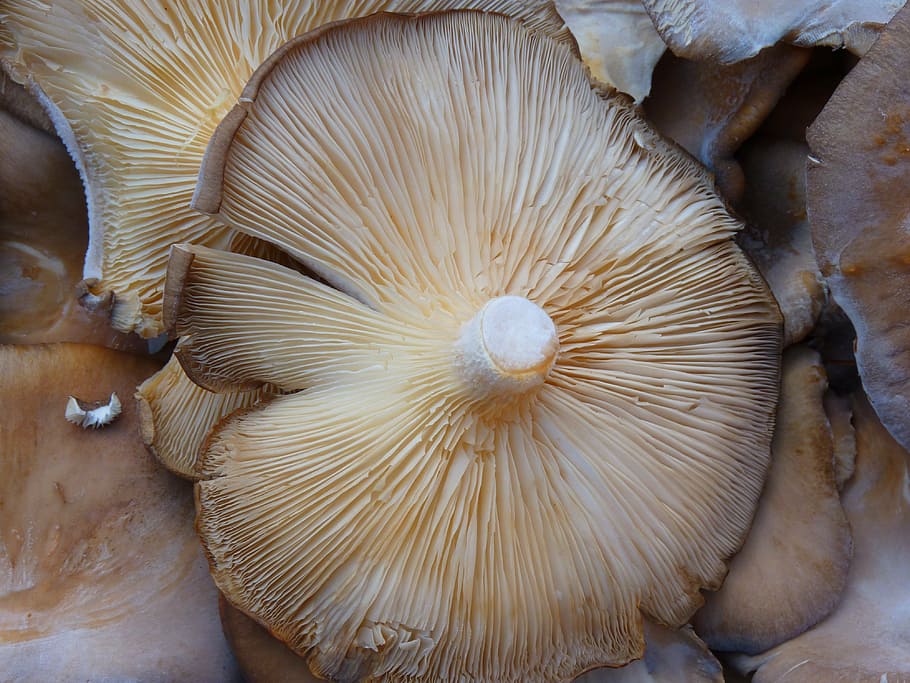 mushroom, brown, kitchen, eat, food, vegetables, tasty, fungus HD wallpaper