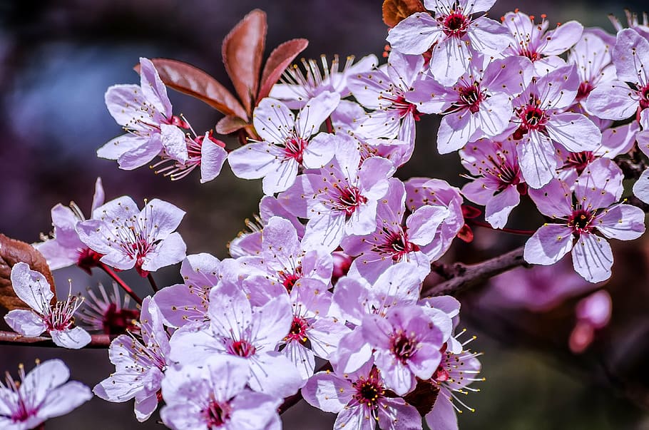 pink cherry blossoms close-up photo, spring, flower, sunshine HD wallpaper