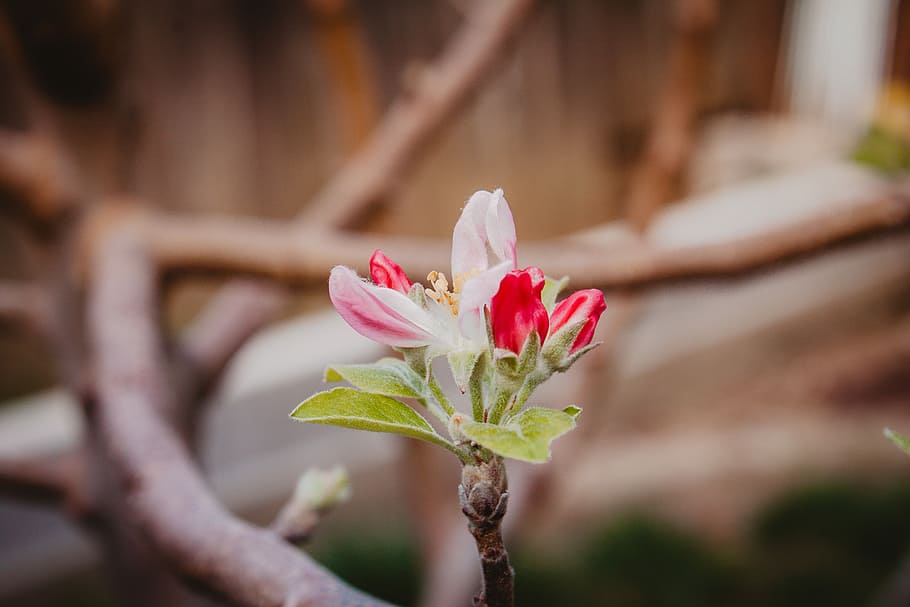 flower, closeup photography of red and pink petaled flower, leaes HD wallpaper