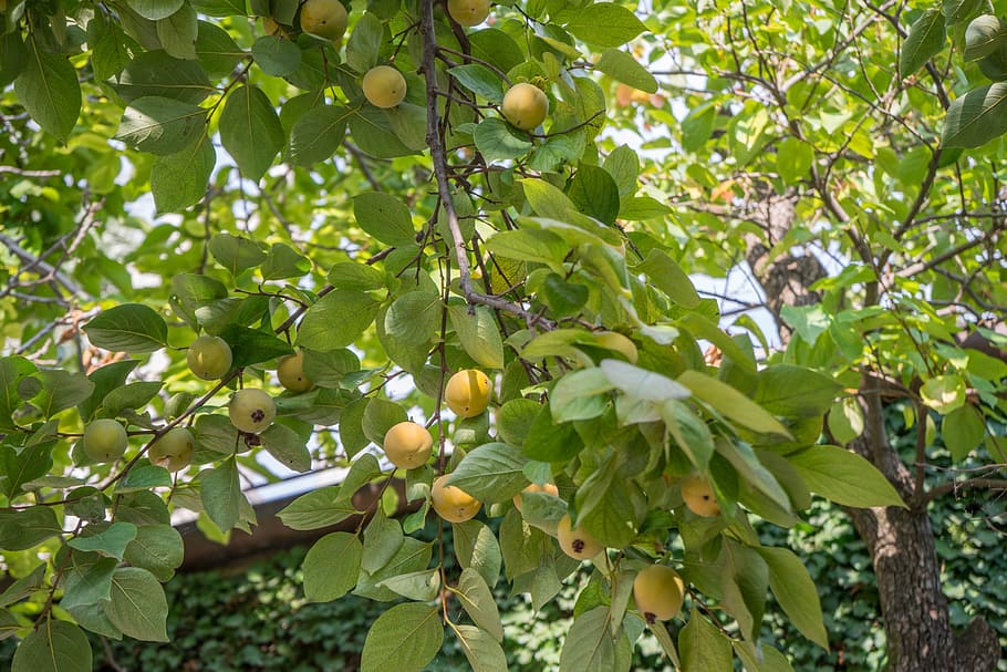 fruit tree, yellow, green, nature, fresh, ripe, food, summer HD wallpaper