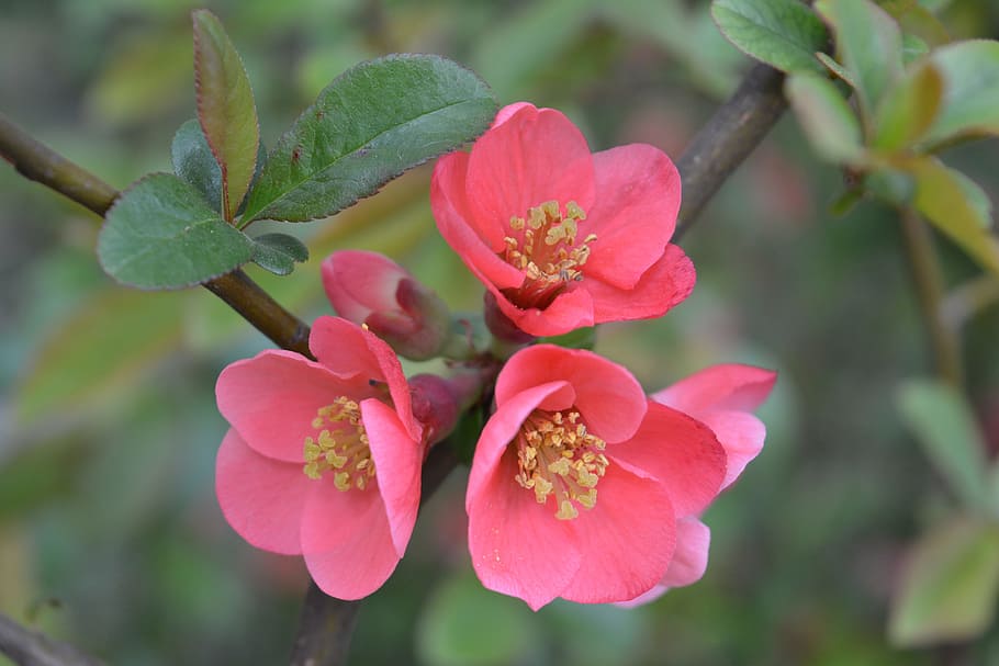 spring, bloom, blossom, bush, floral, garden, plant, growth HD wallpaper