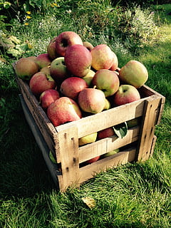 apple, harvest, box, fruit, autumn, fruits, nature, apple tree HD wallpaper