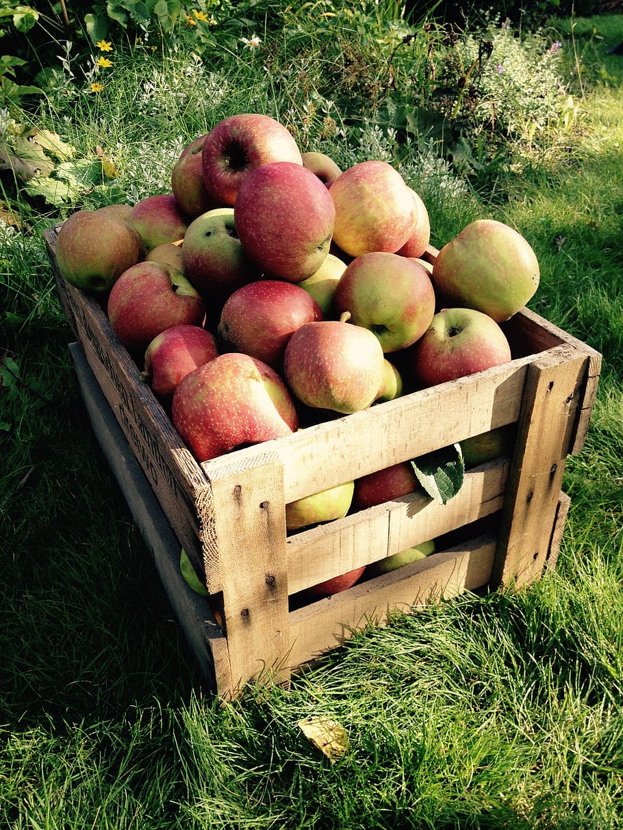 apple, harvest, box, fruit, autumn, fruits, nature, apple tree HD wallpaper
