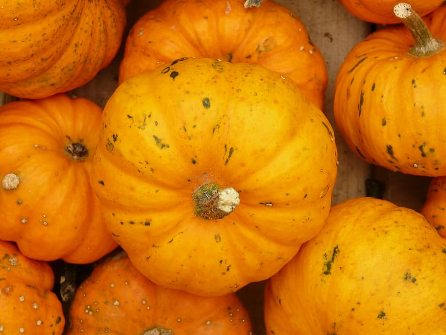 mini pumpkins, mandarin, orange, ribbed, decorative, squash HD wallpaper
