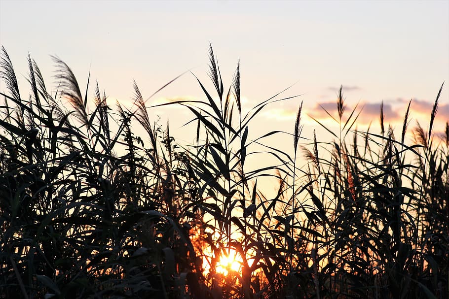 cane, evening, sunset, outdoor, rural, nature, summer, sky HD wallpaper