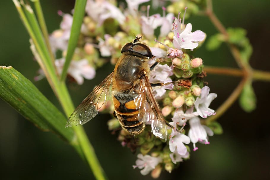 bee, flower, pollination, blossom, bloom, macro, nature, plant HD wallpaper