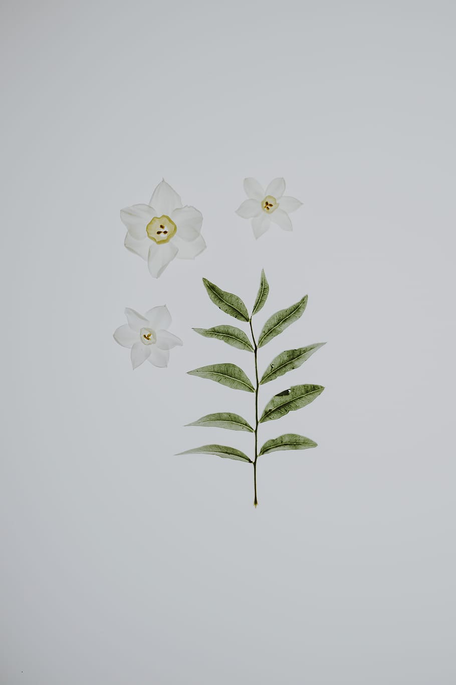 Daffodil on lightbox, three white petaled flowers beside green leaf HD wallpaper