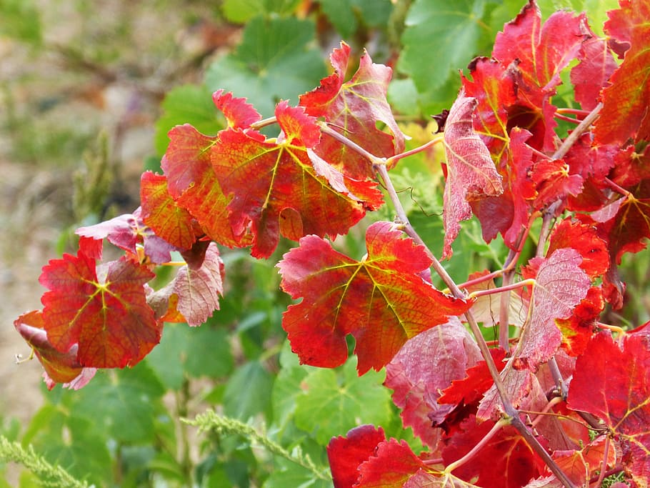 Leaves, Red, Vine, autumn, october, park, forest, growth, plant HD wallpaper