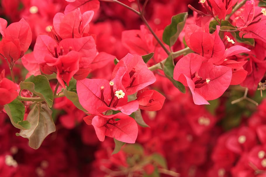 nature, flower, branch, flowering plant, beauty in nature, petal HD wallpaper