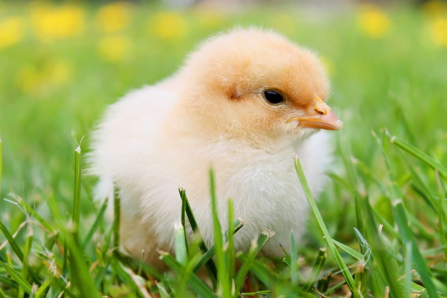 white chick on green grass, chicks, feather, chicken, plumage HD wallpaper