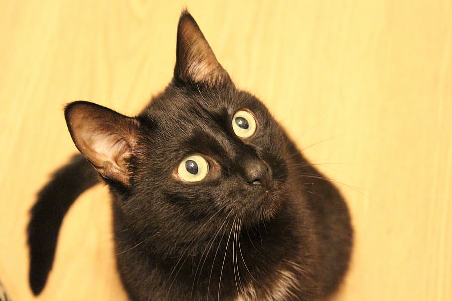 selective focus photography of black cat sitting on surface HD wallpaper