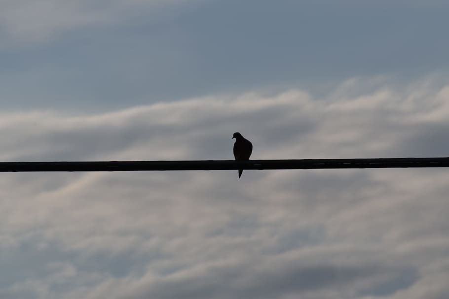 Bird On A Wire, Silhouette, mourning dove, animal, nature, wildlife, HD wallpaper