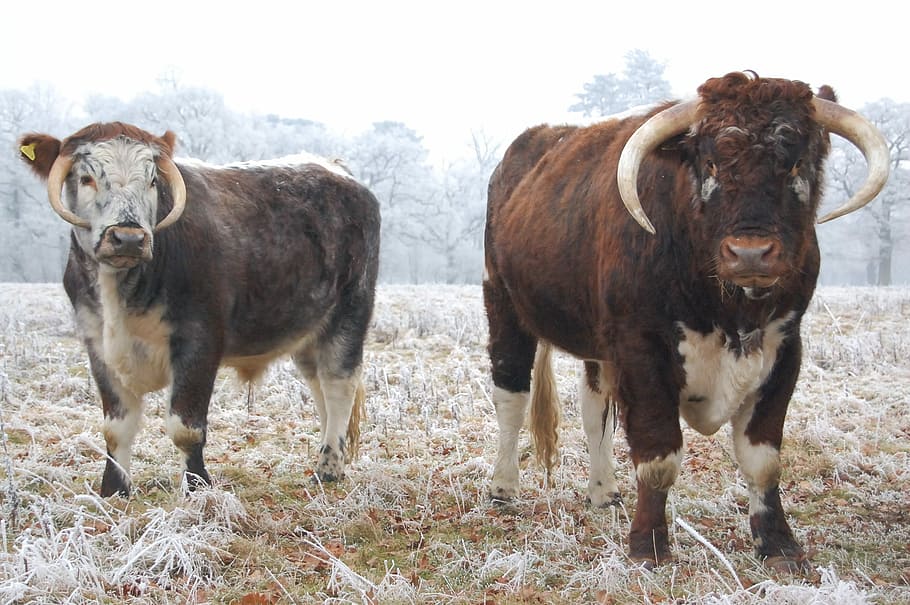 cows, cold, bull, mammal, animal themes, domestic animals, livestock HD wallpaper