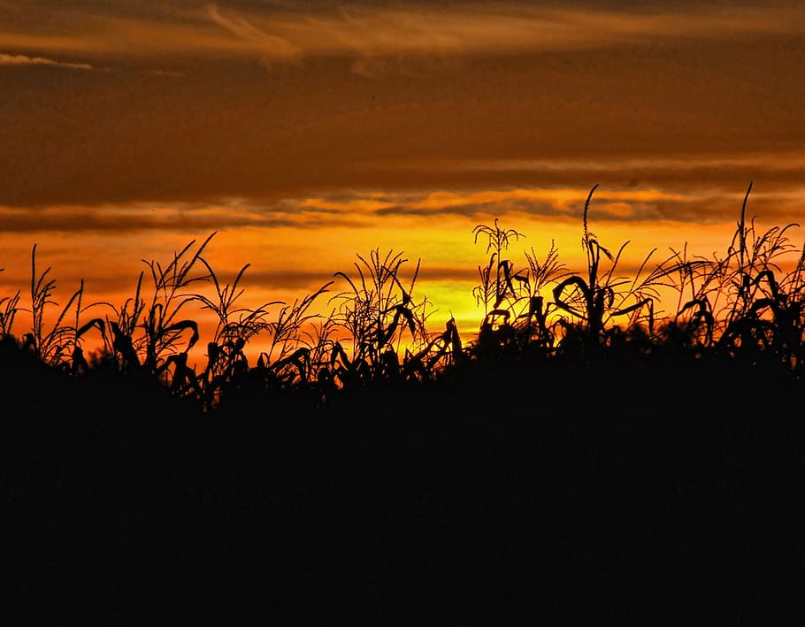 Sunset, Corn Field, Agriculture, silhouette, nature, orange color HD wallpaper