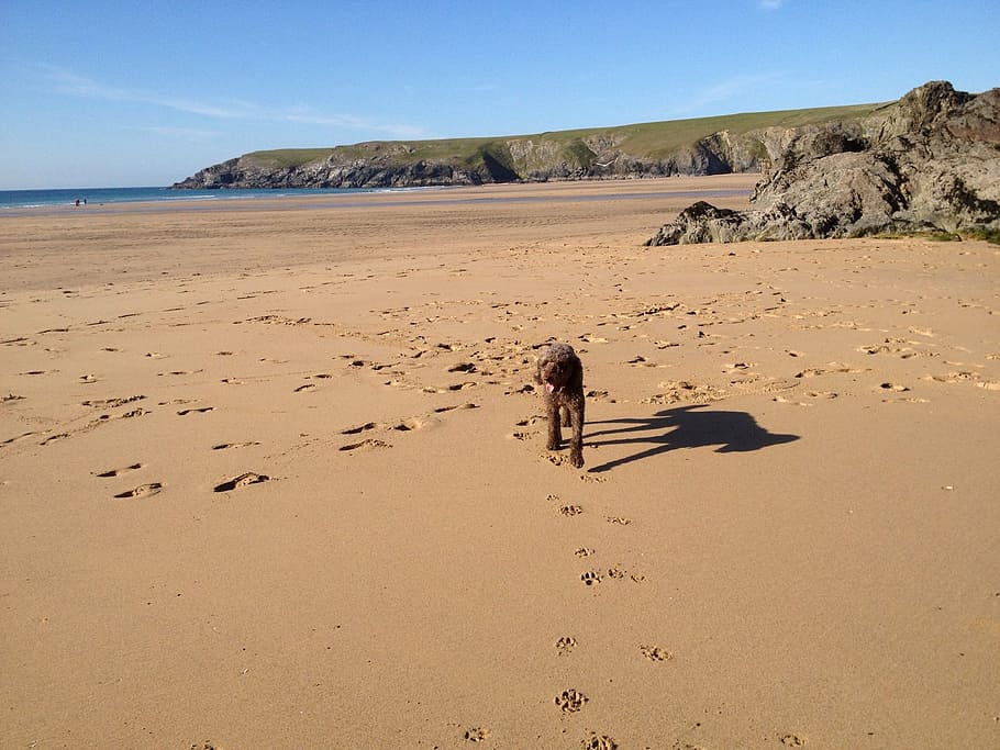 dog, beach, cornwall, land, sand, nature, water, scenics - nature HD wallpaper
