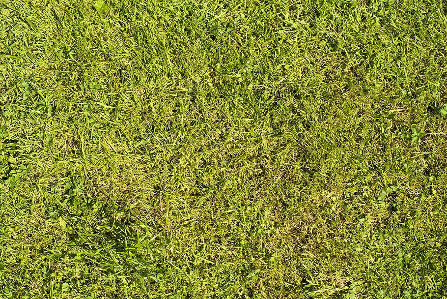 rush, texture, green, grass, meadow, structure, background HD wallpaper