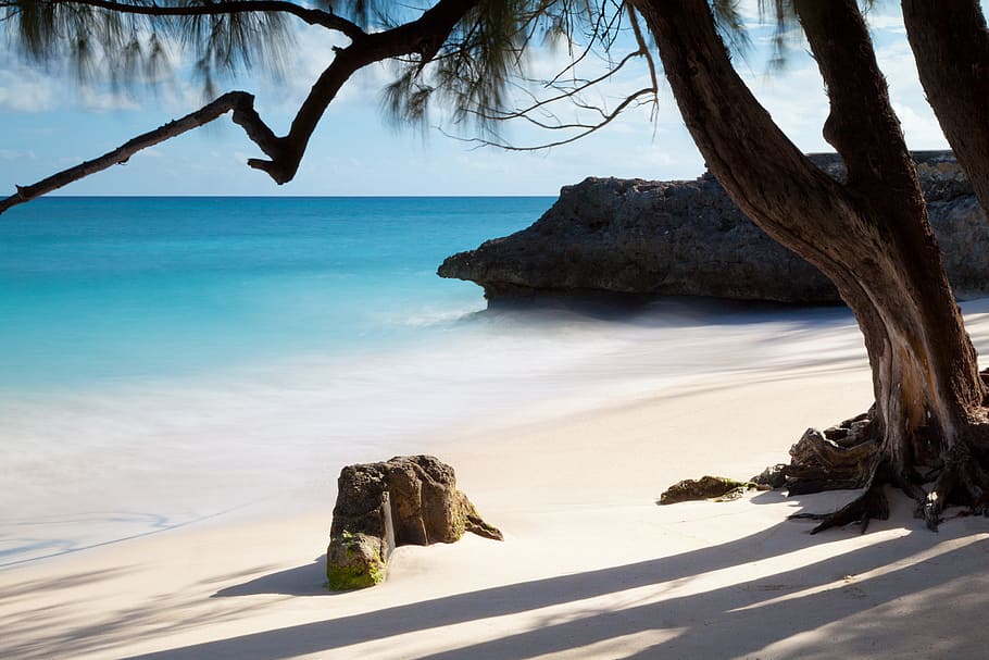 trees and rock formation near ocean water during daytime, seashore HD wallpaper