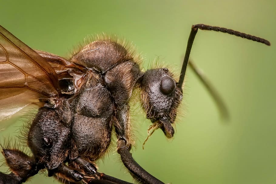 macro photography of wasp, ant, animal, insects, small, magnification HD wallpaper