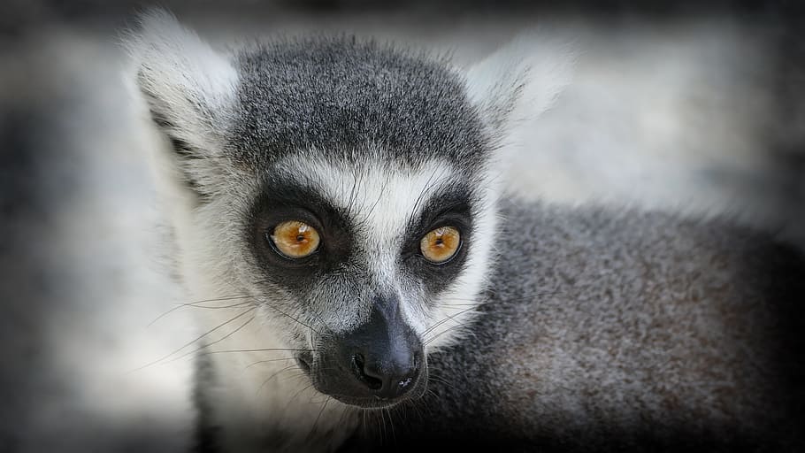zoo, monkey, ring tailed lemur, one animal, mammal, animal wildlife HD wallpaper