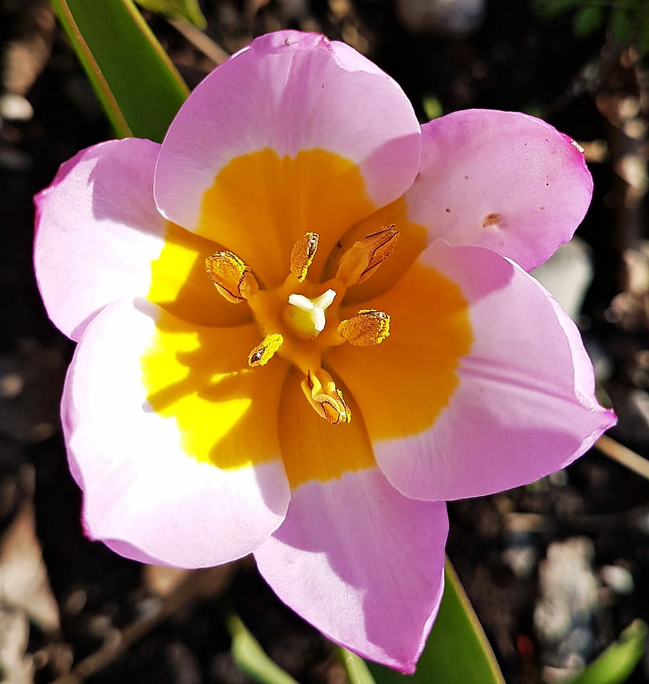 Wild, Tulip, Pink, Spring, wild tulip, flower, petal, flower head HD wallpaper