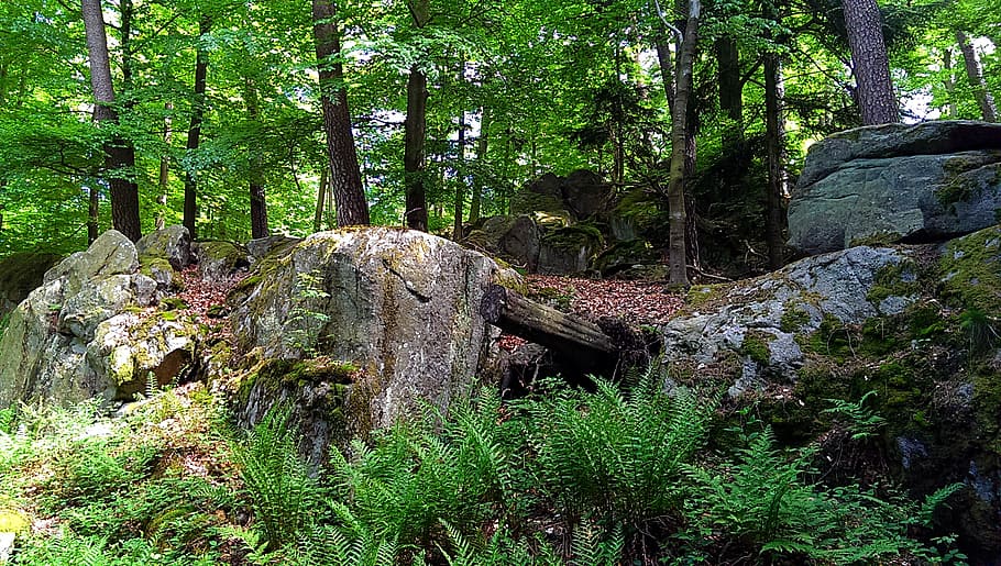 forest, stone, rock, fern, hike, nature, tree, plant, growth HD wallpaper