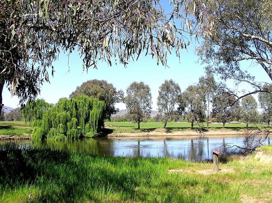 river, rural, scene, nature, tree, grass, outdoors, plant, water HD wallpaper