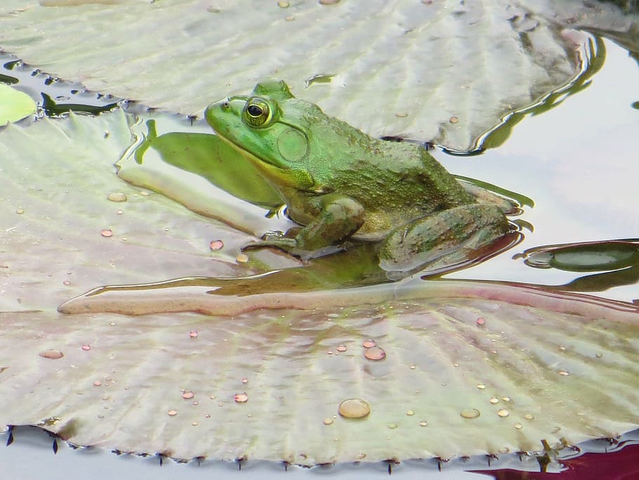 frog, pond, water, green, animal, amphibian, nature, aquatic HD wallpaper