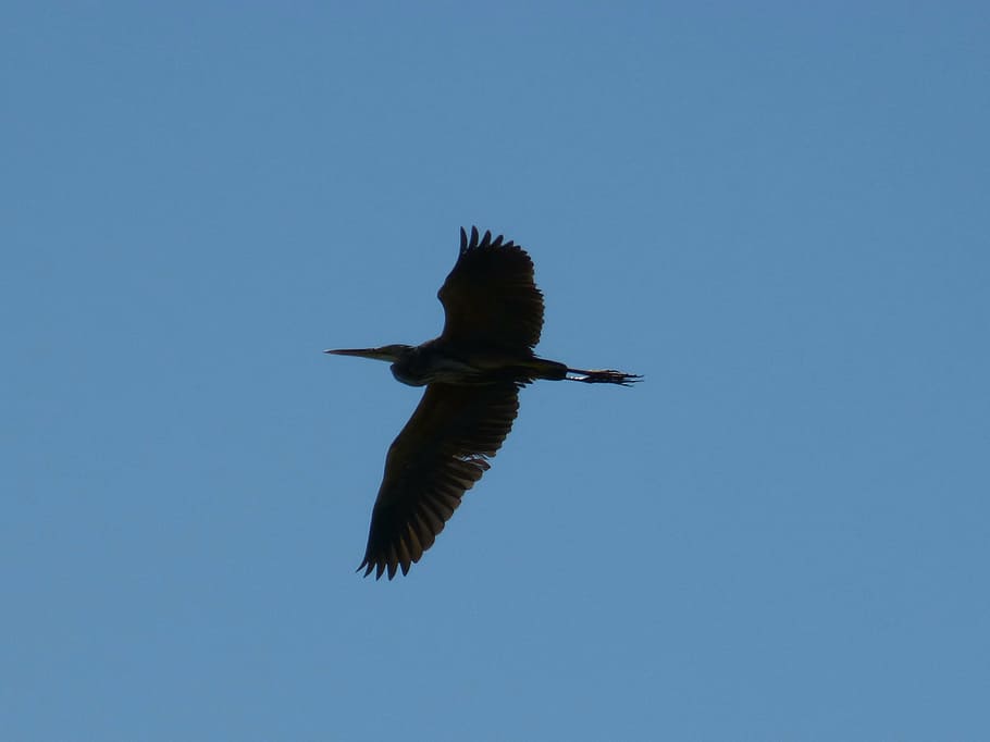 kingfisher, sky, blue, bird, flying, animals in the wild, animal wildlife HD wallpaper