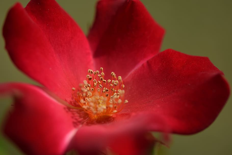 rose, red, blossom, bloom, red rose, flower, rose blooms, red roses HD wallpaper