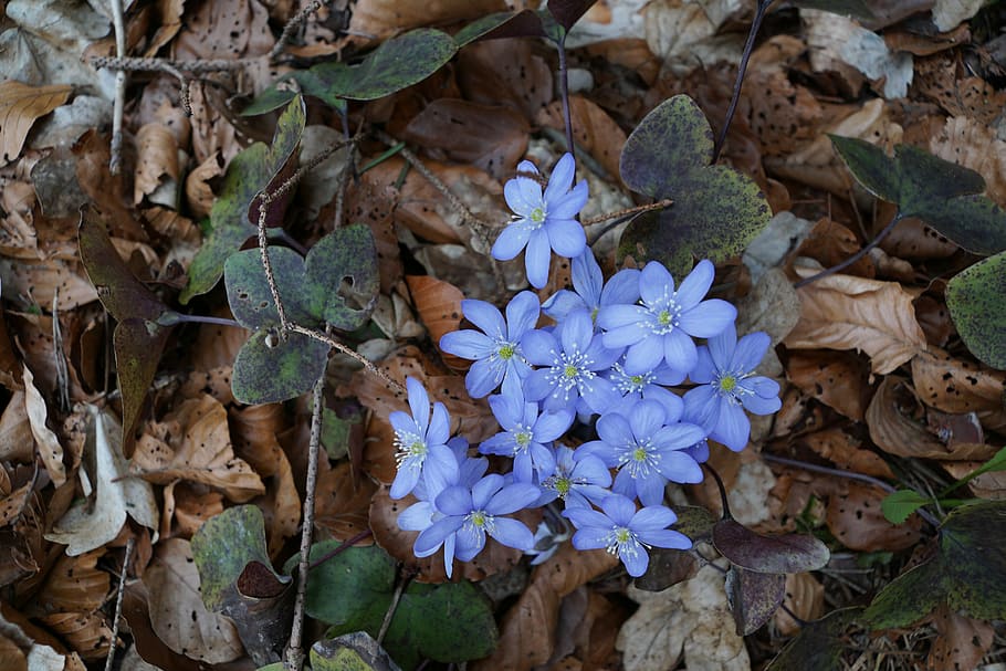 hepatica, forest, wild flower, blue, forest floor, ground, blossom HD wallpaper