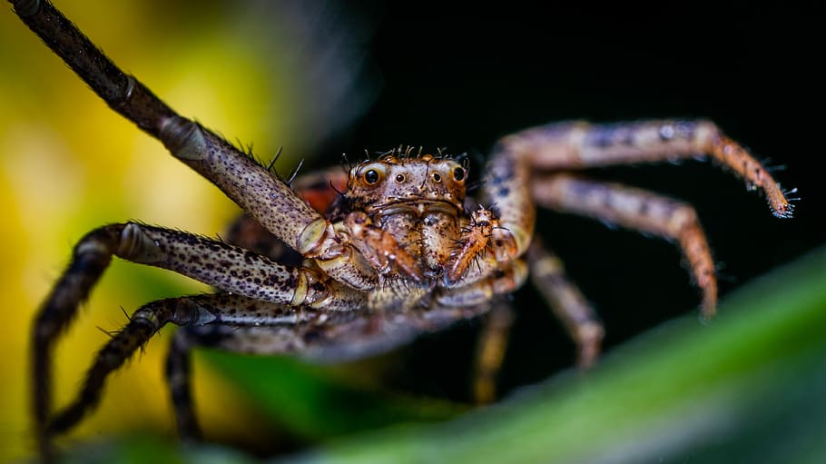macro, arachnids, spider, animal themes, animal wildlife, one animal HD wallpaper