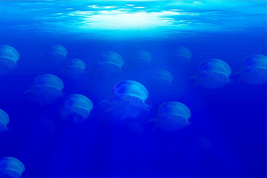 jellyfish, ocean, sea, seabed, marine animal, water, blue, movement, HD wallpaper
