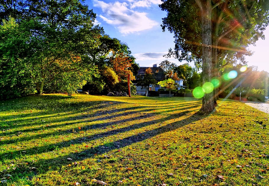 meadow, trees, shadow, hdr, drama, lensflare, park, nature HD wallpaper