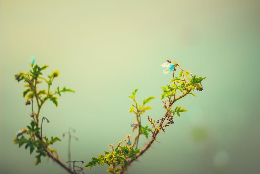 green, plant, leaf, foliage, nature, summer, abstract, freshness HD wallpaper