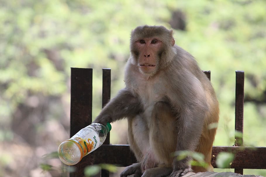 monkey, primate, ape, wildlife, macaque, mammal, zoo, nature HD wallpaper