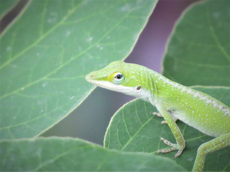 reptile, lizard, wild, green, animal, nature, wildlife, gecko HD wallpaper