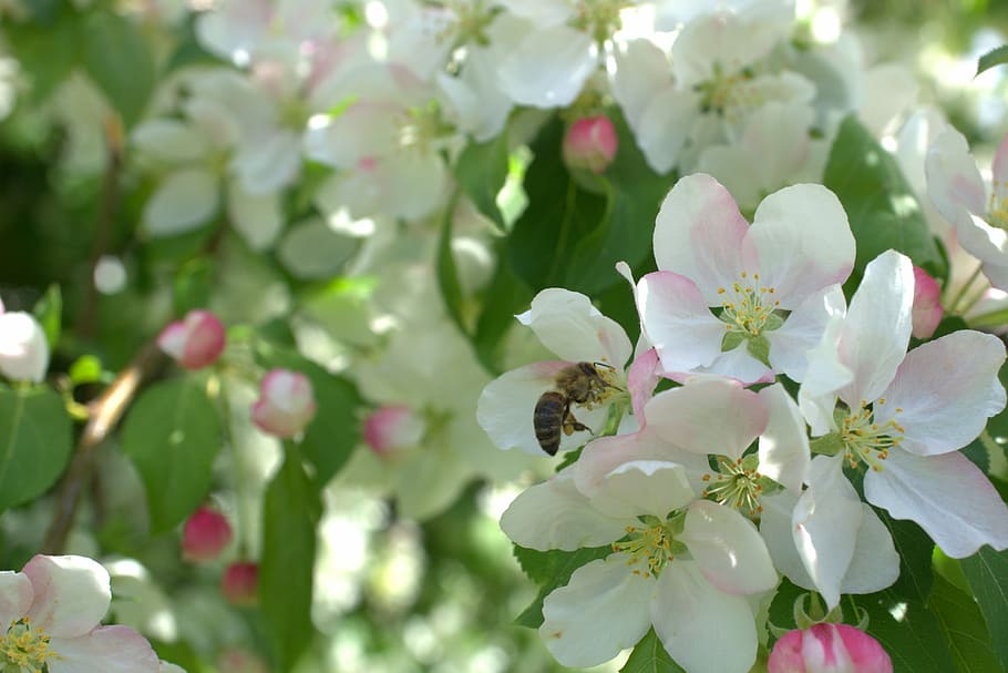 selective focus photography of white petaled flower, blossom HD wallpaper
