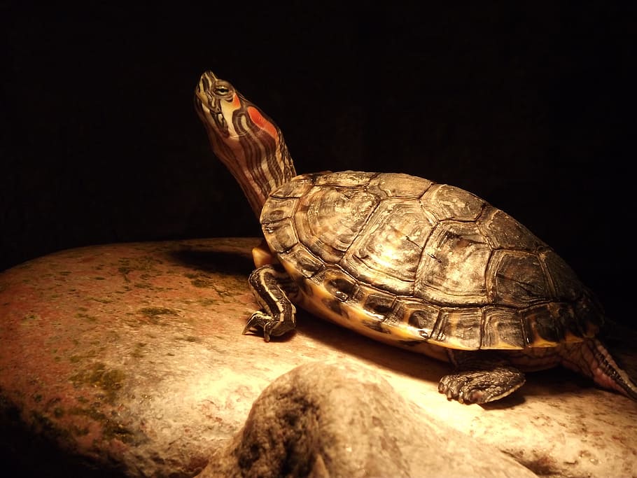 sun, turtle, animal, reptile, tortoise, shell, animal shell HD wallpaper