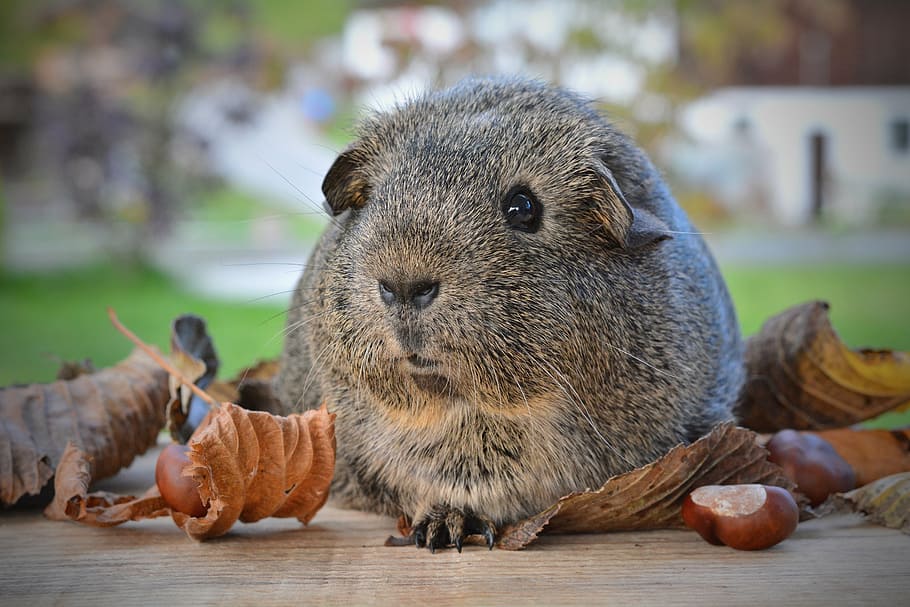 guinea pig, smooth hair, black-cream-agouti, rodent, animal, HD wallpaper