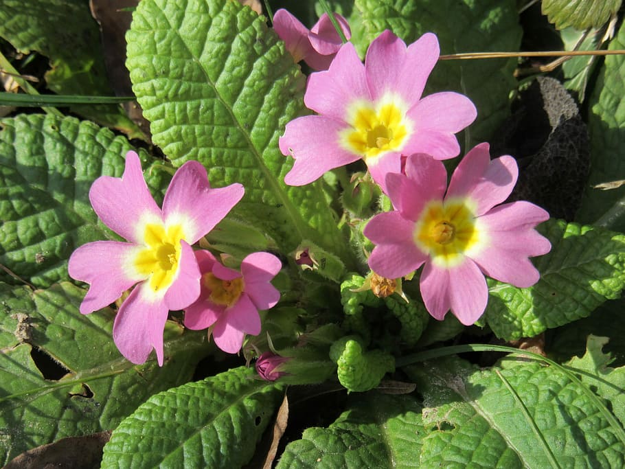 Primroses, Flowers, Violet, Spring, primula, plant, pink color HD wallpaper