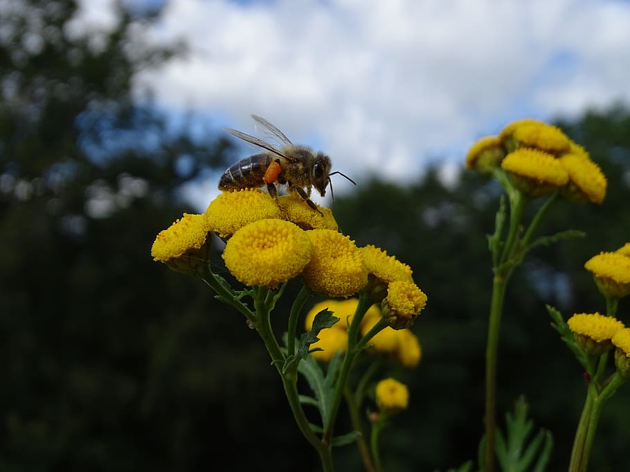 bee, flower, pollen, insect, nature, yellow, macro, pollination HD wallpaper