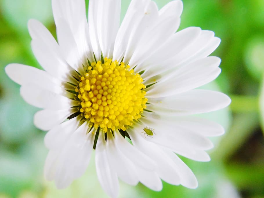 flower, spring, bug, nature, yellow, garden, flowering plant HD wallpaper