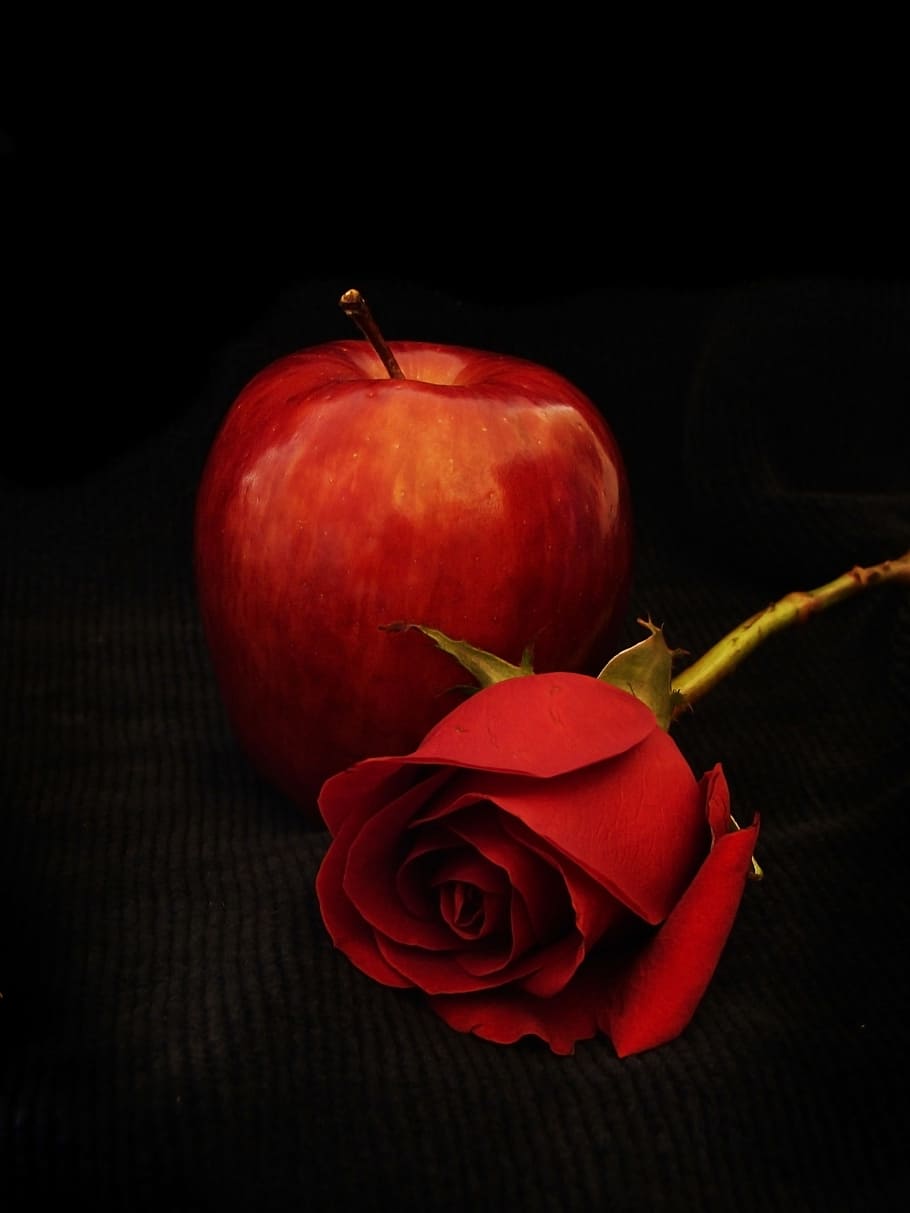 apple, red, rosa, red rose, nature, petals, beauty, beautiful HD wallpaper