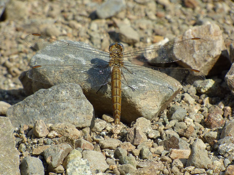 dragonfly, mountain, summer, clear, stones, insects, vitosha, HD wallpaper